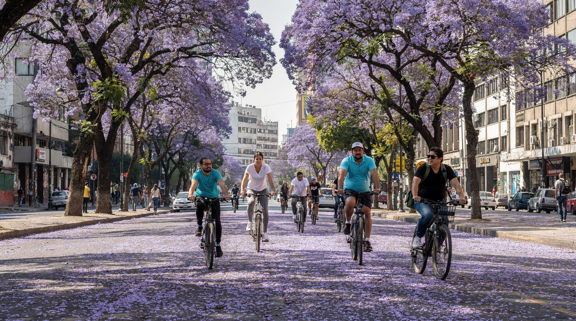 La stagione dei jacaranda a Città del Messico 2026: quando andare e dove vedere la fioritura viola — Quando i jacaranda raggiungono il picco a CDMX (marzo–aprile), i migliori viali 