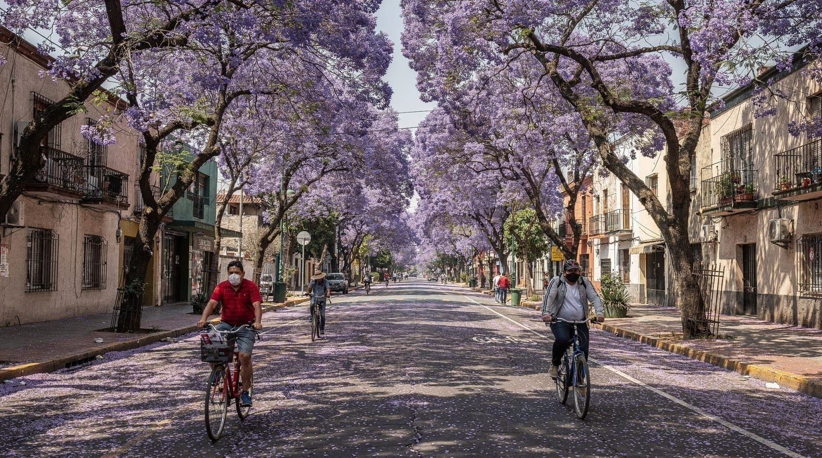 La saison des jacarandas à Mexico — La floraison des jacarandas à Mexico culmine mi-mars à avril. Meilleurs spots : 